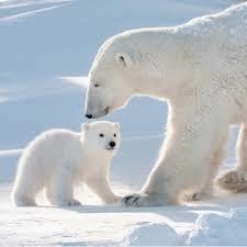 CALENDARI D'ADVENT OSSOS POLARS | 4050003947457