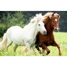 PUZZLE  CAVALLS 72 PECES +5 ANYS | 4029753114327