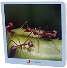 ANIMALITOS | 9788494585432 | NOWORDBOOKS